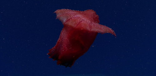 npr: Hold on to your hats: A sea cucumber that looks like a headless chicken has been caught on vide