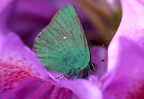 Porn Tiny beauty (moth on a rhododendrom blossom) photos