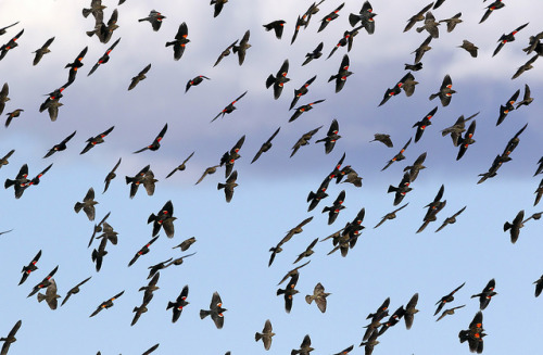 sleg:Tricolored Blackbirds - 2015