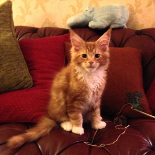 awwww-cute:  Reddit meet Fergus, aka snarf