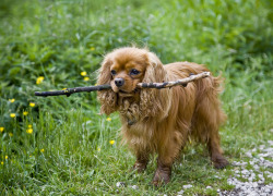 handsome dogs for you in these trying times