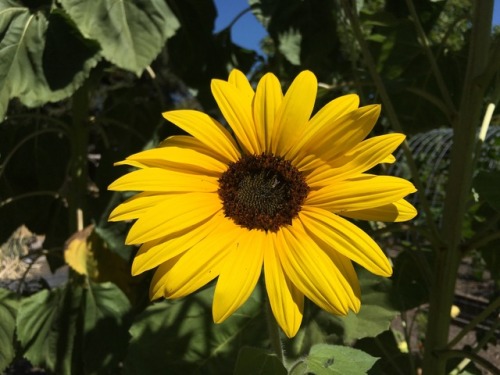 Bright sunflower babe. 