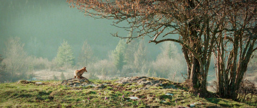 elvenforestworld:Le renard et l'enfant (2007)