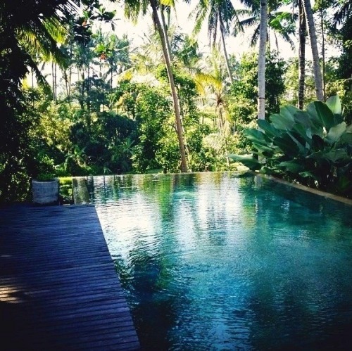 bu-ddhist:  theadventurechild:  Jungle/tropical blog  zz  ❁❁ Calm and relaxing jungle blog ❁❁