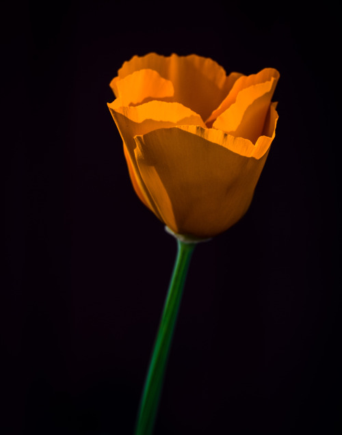 brucespencer:“California Poppy” © Bruce Spencer 2022