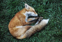 pandaceptions:  brutalgeneration:  Sleeping fox (by J_Knipper)  From: Beeing as an Ocean shirts :3
