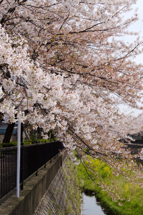 willee-i-am:Along the river in Kitakyushu. ¼/14