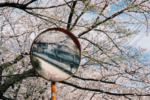 snapsandcigarettes: spring sprung / cherry blossoms 2 —See full set here : spring sprungThis is 