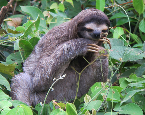 thatslothblog: eternalsloth:  eternalsloth plotting  -