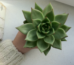 paleception:  nat-uralist:  plants are friends