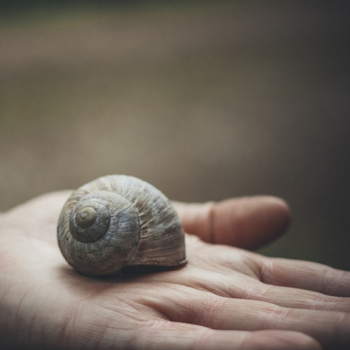 Escargot