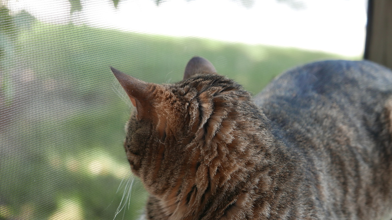 myheartleapt:  Mochi sunbathing and keeping an eye on the stalker photographer