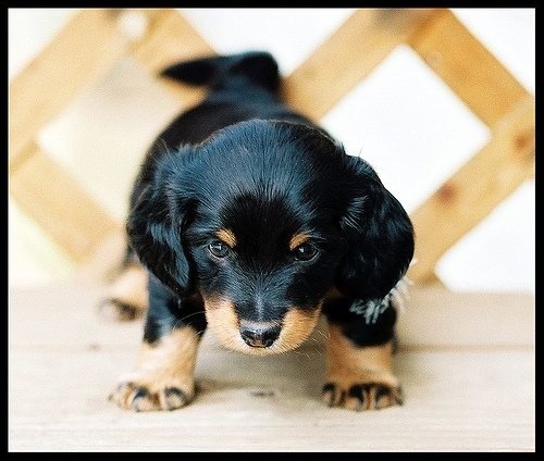 -emaleighgreen-:  Puppies!!! 