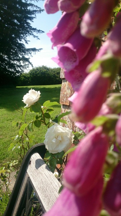 Prince of Wales rose and foxglove.  porn pictures