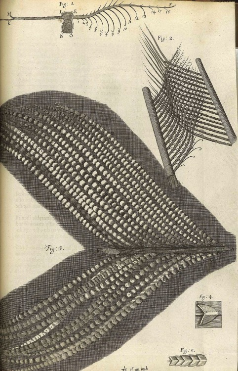 magictransistor:  Robert Hooke’s ‘Micrographia’ : or, ‘Some physiological descriptions of minute bodies made by magnifying glasses. With observations and inquiries thereupon.’ Printed by J. Martyn and J. Allestry, London, England (1665)