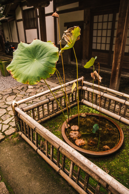 Tuesday 3rd October 2017. 14:00 Kyoto Japan.Honen-in Temple 法然院 My friend Jake from the UK has 