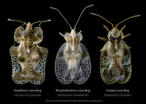 wasppropaganda: Lacebugs (Hemiptera: Tingidae) aka faeries aaka what you’d get if you put a doily on