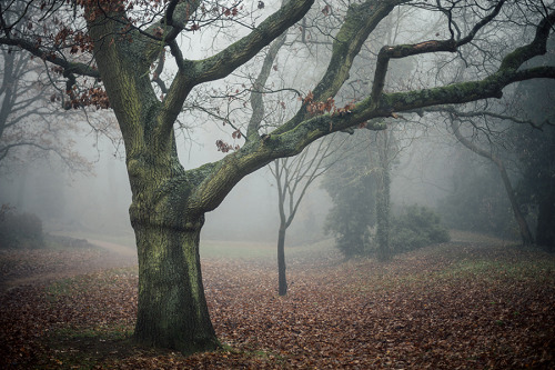 cinnamonthursdays: Ominous Bunny Park By Karolina Koziel Website | Tumblr | Instagram | Twitter | Pi