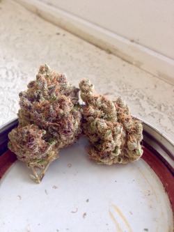 indica-lungs:  Award winning sativa, Jack