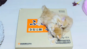 sizvideos:  Kittens sumo wrestling - Video 