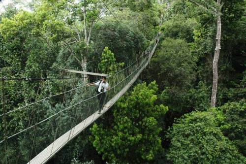 Hiking the treetopsThis is the canopy walkway in Malaysia’s Taman Negara National Park. The park’s n