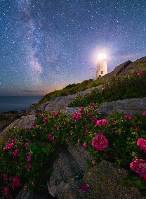 @jonsecordphoto ~ The Roses of Pemaquid Point - Maine. 