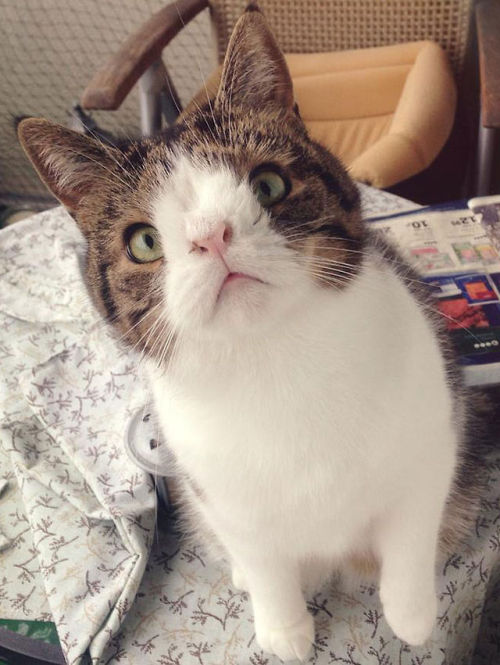 catsbeaversandducks:  Meet Monty: The Adorable Cat With An Unusual Face “A year ago, we adopted little 3-year-old Monty boy from an animal shelter. Monty was born without a nasal bridge (the bone in the nose) which affects him now and then and makes