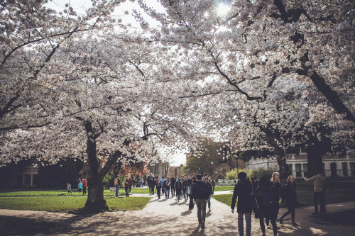 Cherry Blossoms at University of Washington - Seattle, Washington