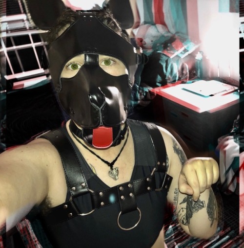 My hood and harness finally came in! I’m one happy pup.(trans.he/him.19)