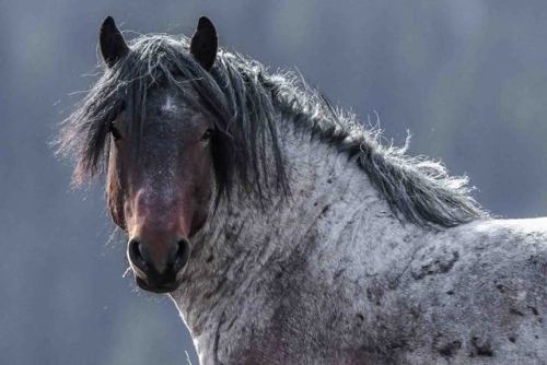 scarlettjane22: Alberta Wild Horses Duane Starr Photography