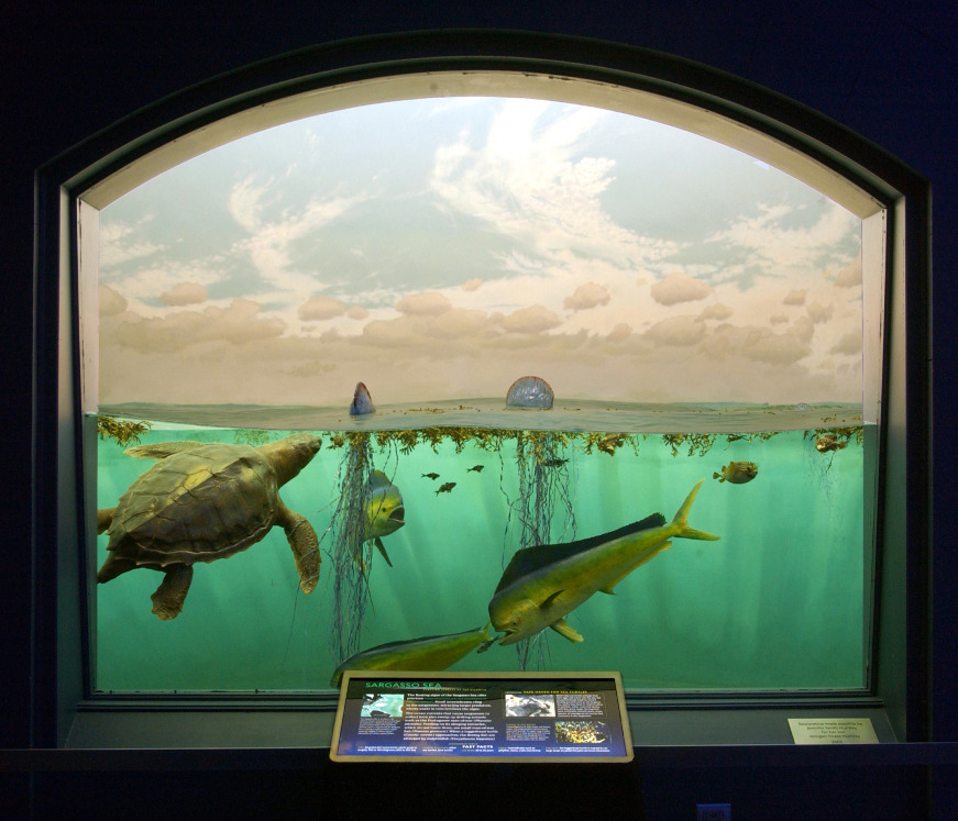 American Museum of Natural History — The floating algae of the Sargasso Sea  offers...