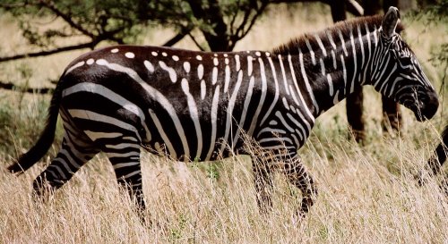 why-animals-do-the-thing: fyanimaldiversity: Mutations in Plains Zebra (Equus quagga) Nicknamed Marb