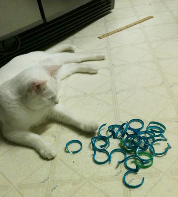 18 gatos que NO pudieron esconder sus tesoros mucho tiempo