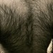 hairyobsessionss:BBB BIG BEEFY BEAST https://hairyobsessionss.tumblr.com/Tumblr