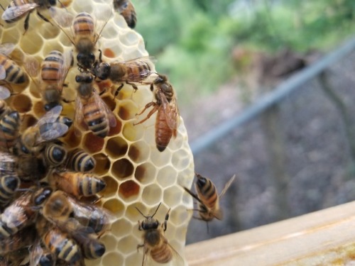 foxthebeekeeper: Dirt Cheap Beekeeping episode 1: What I’m gonna tell you. First of all, beeke