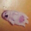 cursedlamby