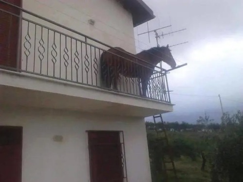 Horse Standing On A Little Deck Thing It Seems To Be Enjoying The View Though Its Emotions Are Unreadable