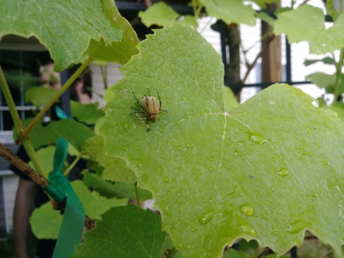 BLERKING ROSE CHAFERS