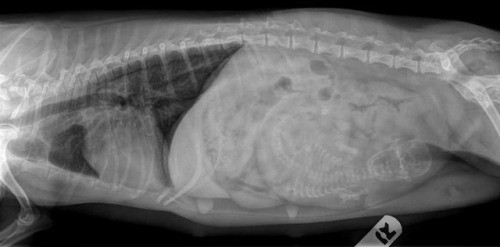 Diagnostic Imaging RotationI had been dreading this rotation all year and it was finally upon me. Co