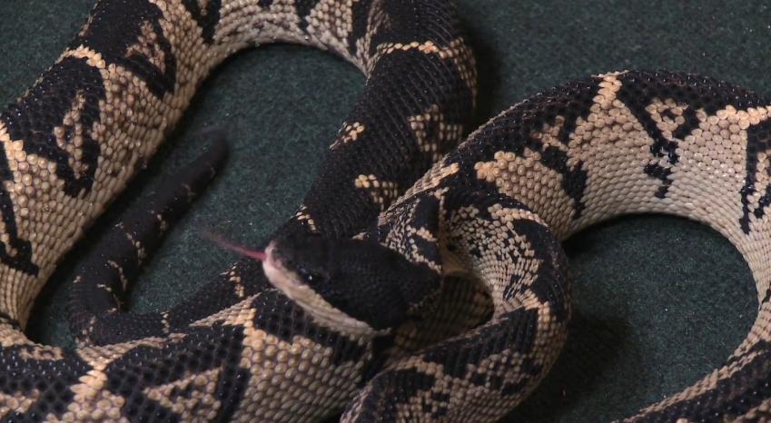 reptilesrevolution:  This is the one of the best vipers of the world = Black Headed