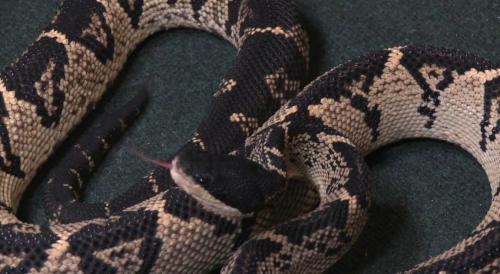 reptilesrevolution:  This is the one of the best vipers of the world = Black Headed Bush Master one of the 4 species of large south american vipers 