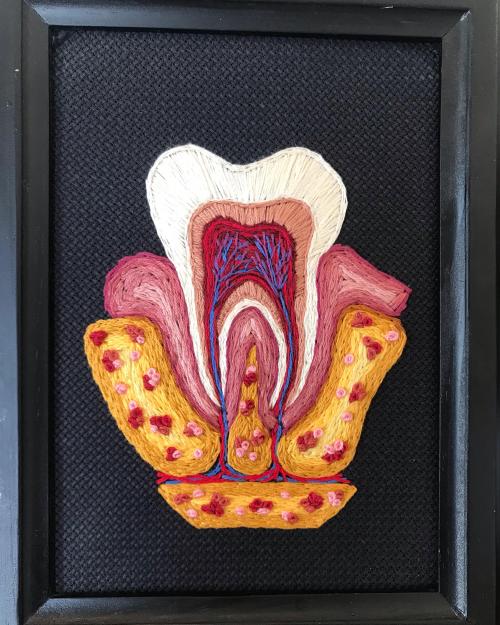 embroiderycrafts: Anatomy of a human tooth. My most recent hand embroidery piece byashashkay