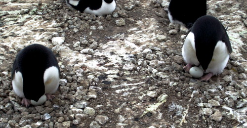 This afternoon I had my first ever helicopter ride out to the beautiful Cape Royds penguin colony, t