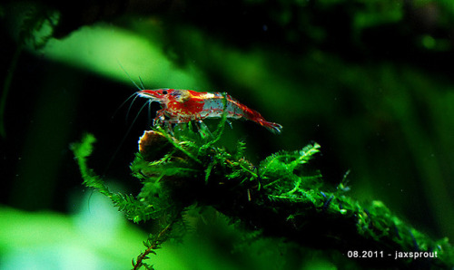 Rili Shrimp (琉璃蝦) (Neocaridina heteropoda) by David ‘Jax Sprout’ Sucianto on Flickr.