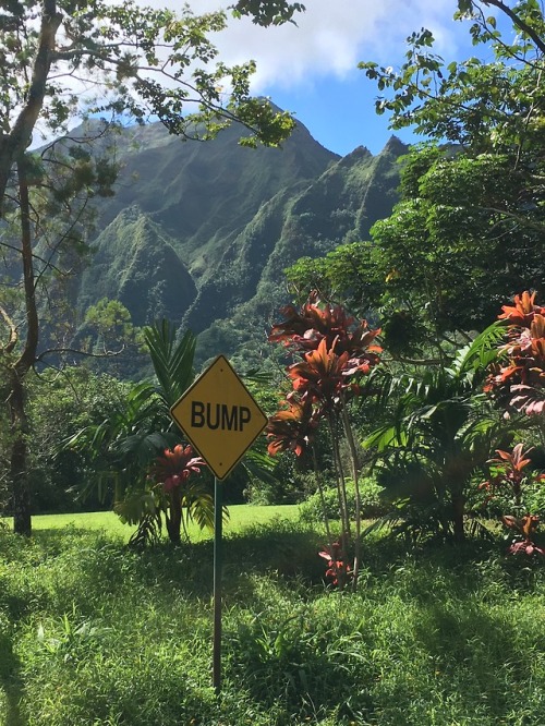 KANEOHE, HI: bump.