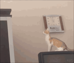 funny-gif-1:Other Funny Gİfs http://funny-gif-1.tumblr.com/