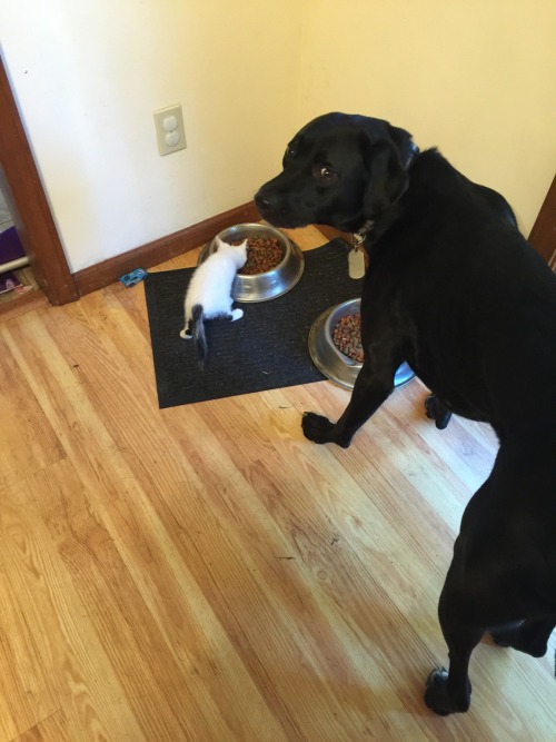 catsbeaversandducks:  “This is my life now.” Photo by jonato0801 