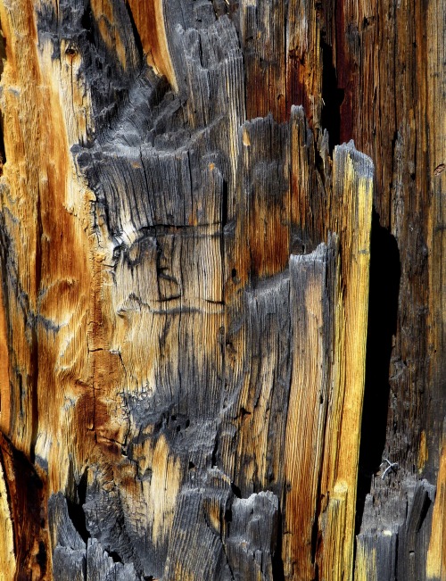 climbhighsleeplow:Timber on an old mine building, Animas Fork, Colorado