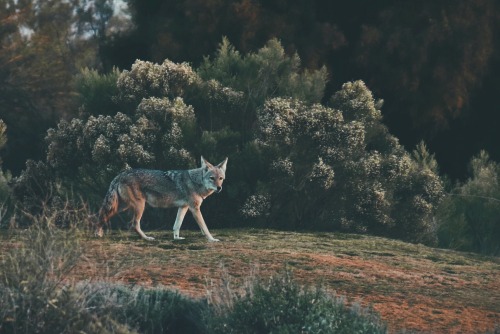 goodbyeaddict:i love arizona and cute coyote pals.(even though they still haven’t accepted me into t