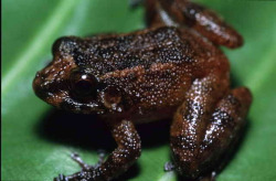 wapiti3:  Ingerana baluensis is a species of frog in the Ranidae family. It is found in Brunei, Indonesia, and Malaysia. Its natural habitats are subtropical or tropical moist lowland forests and rivers. It is threatened by habitat loss. on Flickr.Via